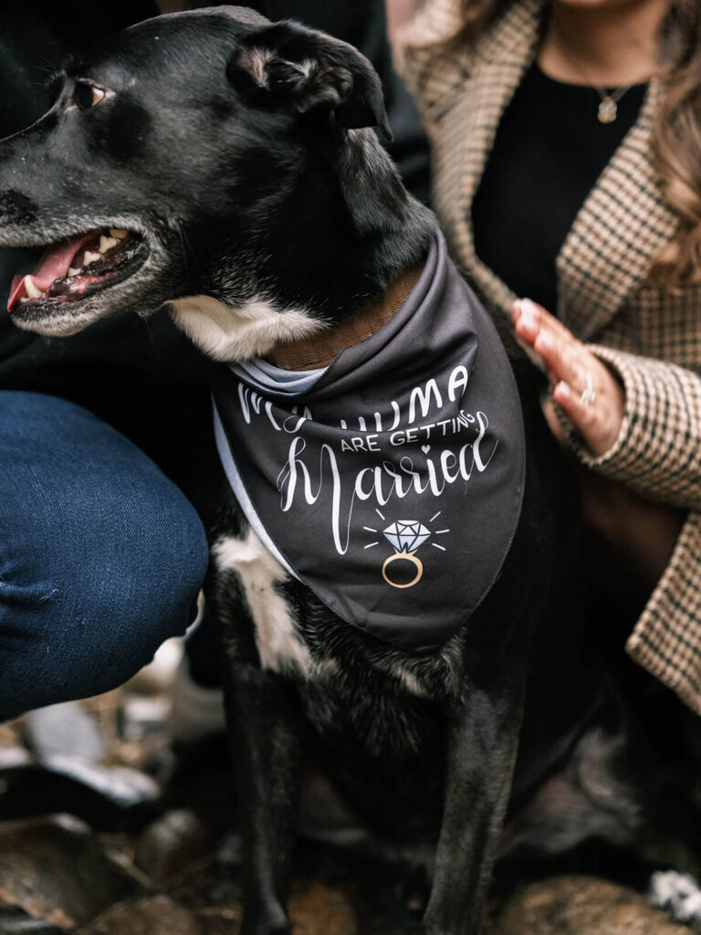 Close-up of black dog wearing My Humans Are Getting Married bandana with couple's hands visible
