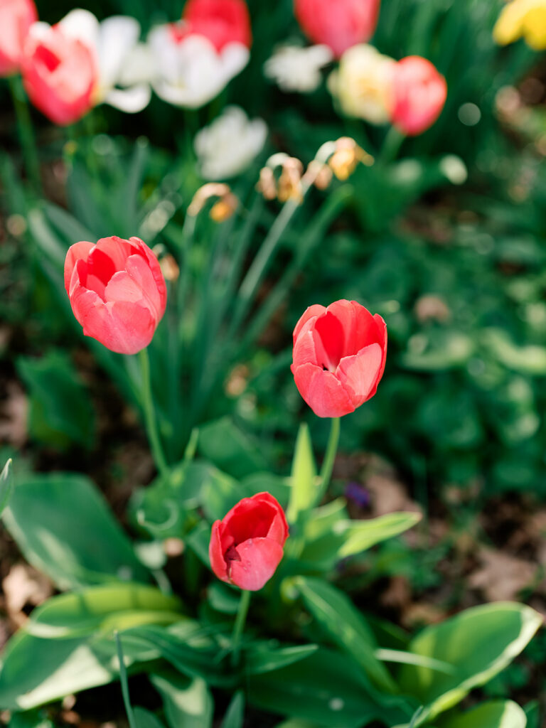 Vibrant tulip garden detail shot during spring engagement session in South End Boston