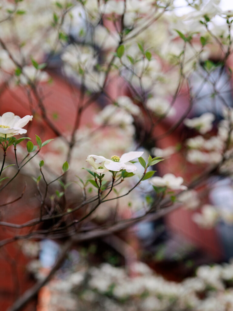 Candid engagement moment on South End Boston residential street with brick rowhouses