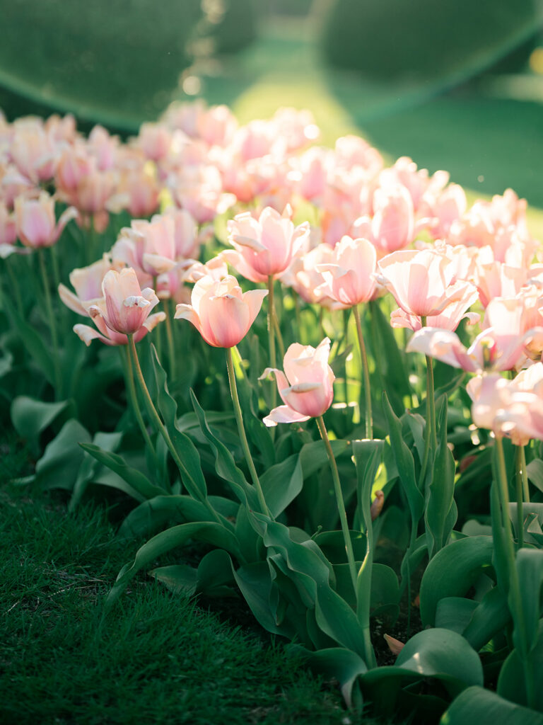 Boston engagement photography at South End brownstone front stoop with tulips