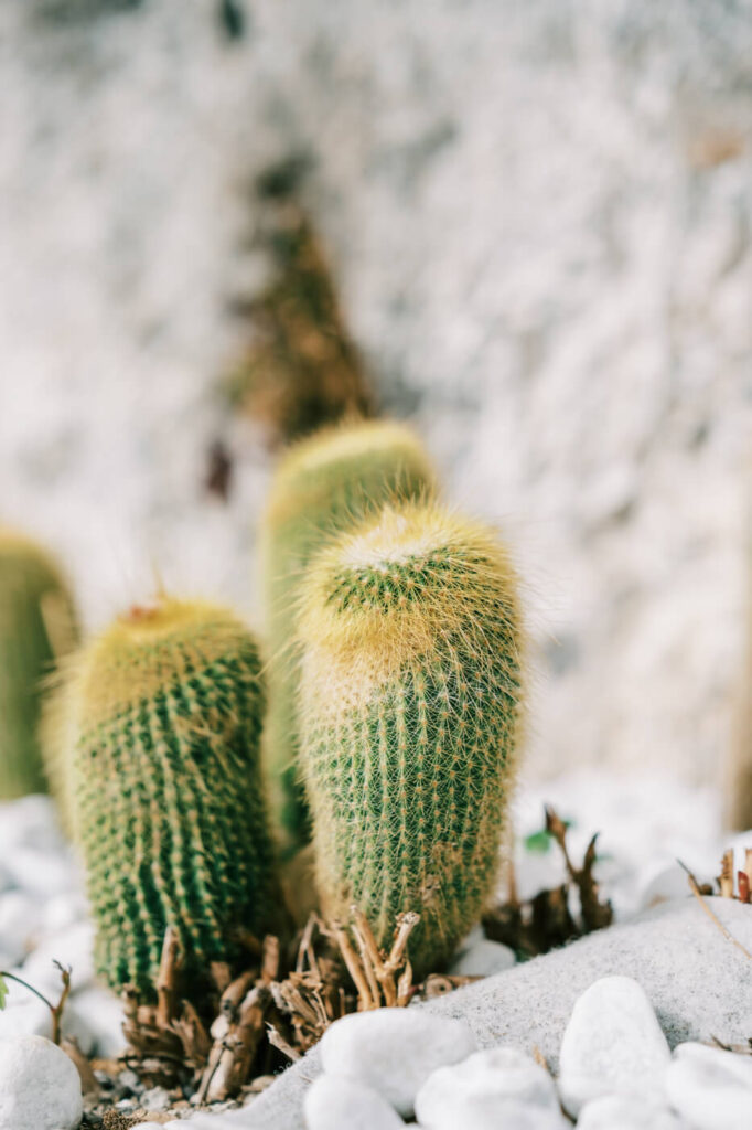 Close-up of spiky green cacti nestled among white pebbles, adding rustic charm to the coastal landscape.