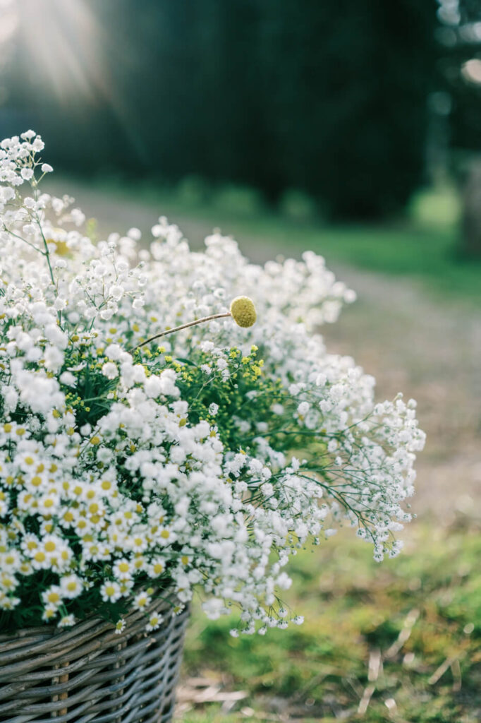 Close-up of delicate white wildflowers in a wicker basket, softly illuminated by the Tuscany sun.