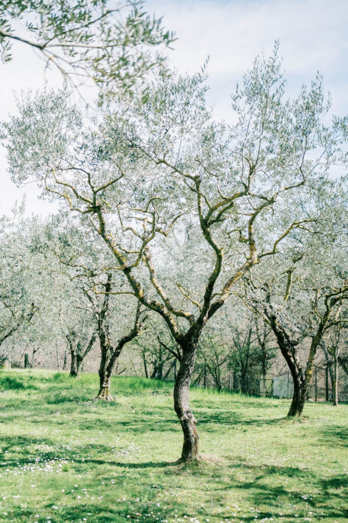 A serene olive grove at Villa Olimpia, Tuscany, capturing the essence of an intimate destination wedding in Italy.