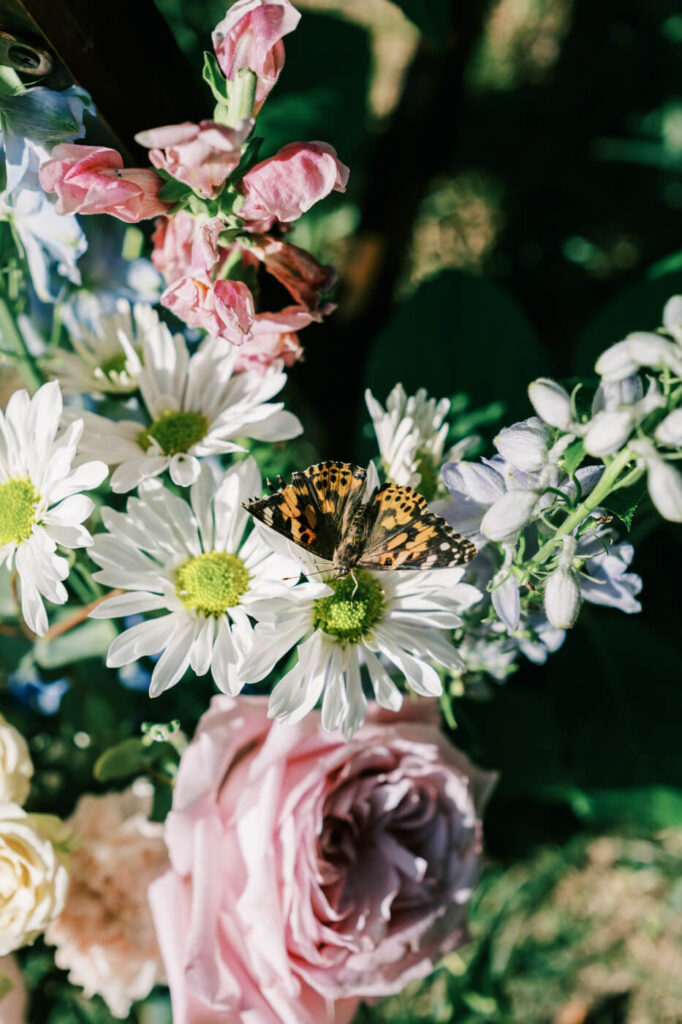 Butterfly on Wedding Floral Arrangement – A delicate orange and black butterfly rests on a lush floral arrangement of white daisies, pastel roses, and blue delphiniums at an outdoor wedding ceremony.